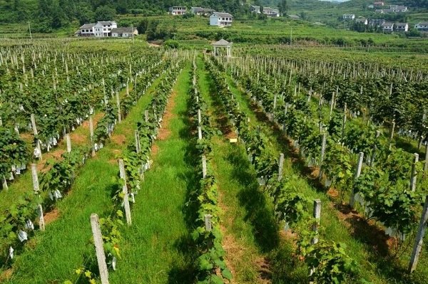 葡萄园