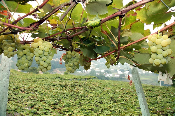 葡萄园